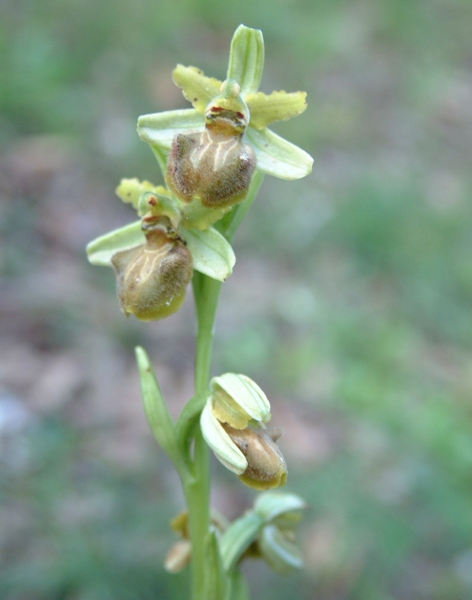 Ophrys sphegodes